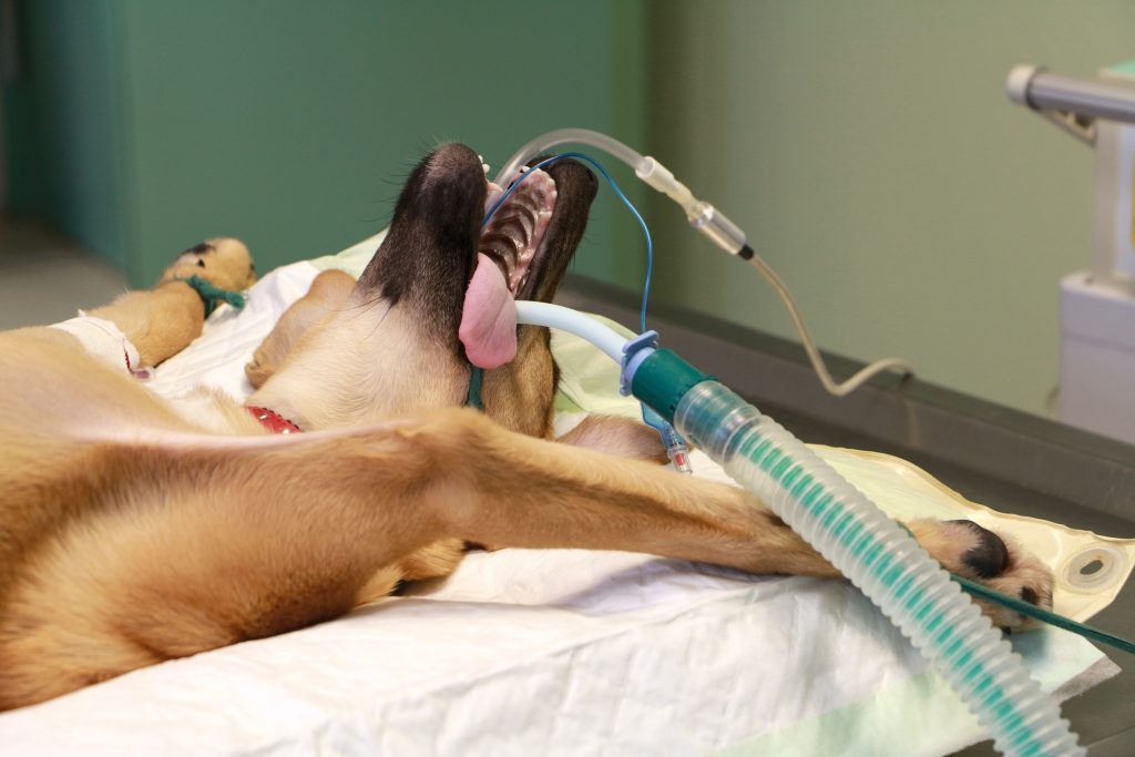 Animaux de compagnie dispositif d'anesthésie vétérinaires médicaux