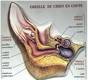 Nettoyage des oreilles - Clinique vétérinaire VetAnimalia d'Evrecy 14 -  Docteurs Lalande et Marette