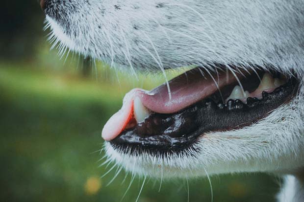 Service de dentisterie